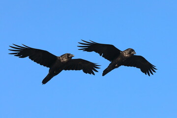Corvus corax. Two Common Raven flying against the blue sky