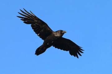 Corvus corax. An ordinary raven against the blue sky in the north of Russia