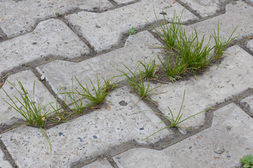 Green grass breaks through concrete paving slabs. Grass growing through cracks in a concrete...