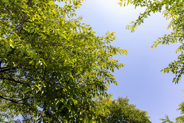 green leaves against blue sky