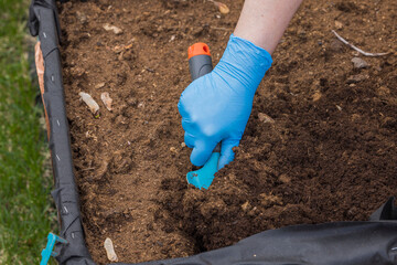 Close up of woman's hands in gloves cultivate ground with garden scoop for planting vegetables on...