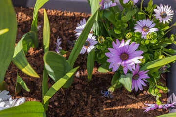 Gorgeous close up view of colorful  daisy flower. Beautiful nature backgrounds.