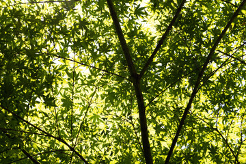 sun rays through trees