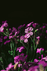Fototapeta na wymiar Blooming Aubrieta hybrida. A group of small purple Aubrieta hybrida flowers