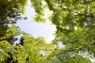 green leaves against the sky