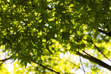 Fototapeta na wymiar leaves in sunlight