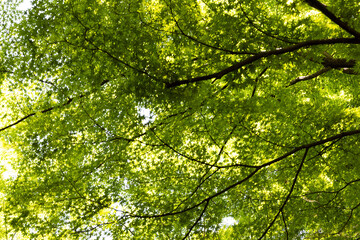 green leaves