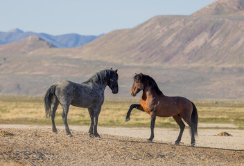 Obraz na płótnie Canvas Wild Horse Stallions in Spring in the Utah Desert