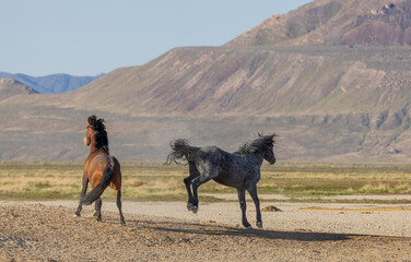 Wild Horse Stallions in Spring in the Utah Desert