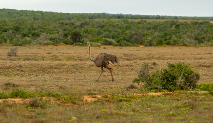 Afrikanischer Strauß im Naturreservat Addo Elephant National Park Südafrika