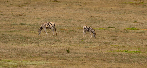 Naklejka na ściany i meble Zebras im Naturreservat Addo Elephant National Park Südafrika