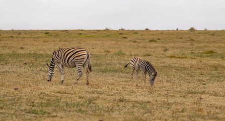 Fototapeta na wymiar Zebras im Naturreservat Addo Elephant National Park Südafrika