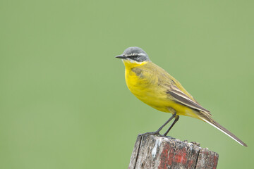 bird, natur, gelb, wild lebende tiere, tier, schnabel, ast, blau, wild, finch