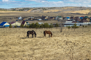 Village landscape, two horses graze in a field near the village