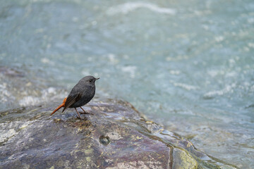 Plumbeous Redstart on a rock