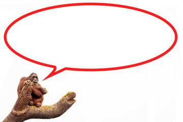 Red chimpanzee sitting on a tree brunch. Empty red speech or text bubble for message. Monkey pox virus concept. White background. Health care concept.