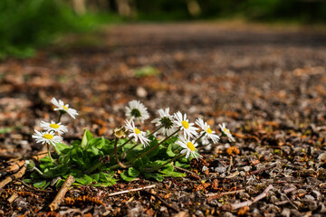 Chamomile growing on a foot path in a park. Selective focus. Grow and beauty in nature concept. Selective focus.