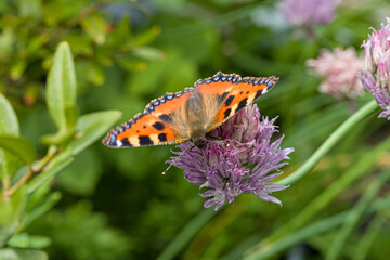 Obraz premium a Small Tortoiseshell on a pink blossom
