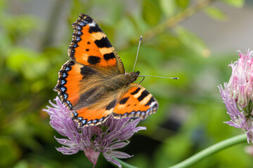 a Small Tortoiseshell on a pink blossom