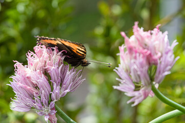 a Small Tortoiseshell on a pink blossom