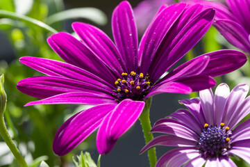 Obraz premium Pink blossom of a marguerite or daisy