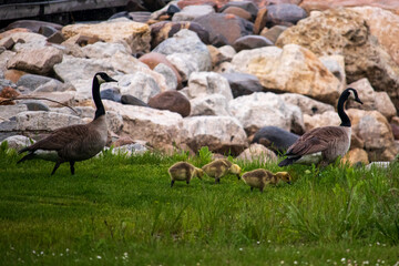 Canadian Geese in the Grass with their Babies