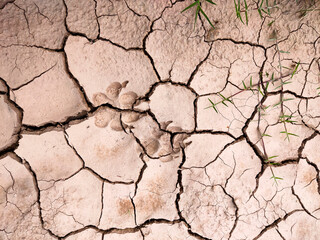 Animal footprints in dehydrated soil