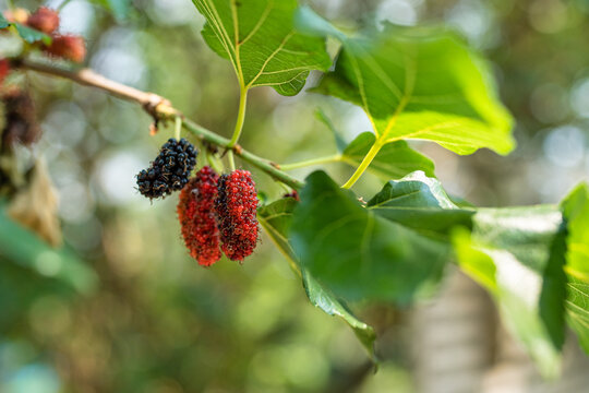 Ripe mulberry fruit on tree with green leaf in the plantation