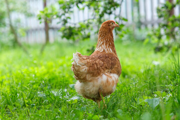 A red hen grazes in the green grass. Raising poultry.