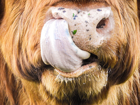 Norman Is A Scottish Bull Living His Best Life For More Than 20 Years And Counting, You May See Him Along The Road. The Best Friend You May Call And Will Make Your Day Bright.