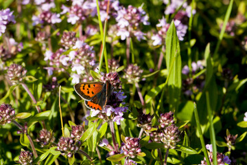 Butterfly on purple thyme flowers in natural habitat. selective focus