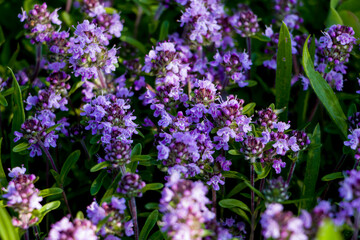 Purple thyme flowers in natural habitat. Selective focus.
