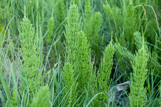 Selective focus. Horsetail grass Equisetum arvense. Horsetail grass. Horsetail herb in spring.