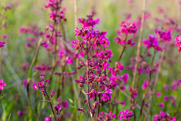 Viscaria (Viscaria vulgaris). Pink flowers of viscaria (Viscaria vulgaris). Selective focus.