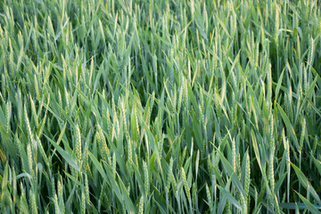 Wheat. Green ears of wheat. Wheat field. Ripe wheat.