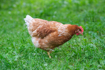 A red hen grazes in the green grass. Raising poultry.