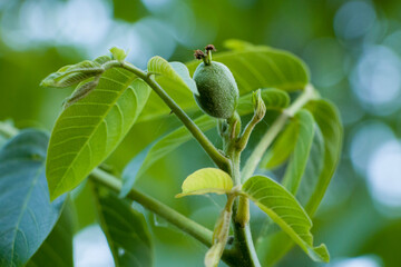 Walnut. Green walnut fruit. Fruit ripening. After flowering, fruits are formed. Selective focus.