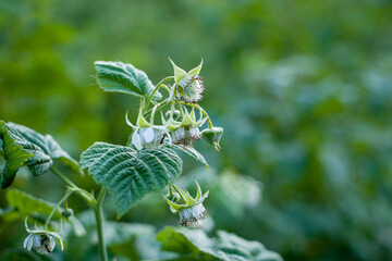 Raspberry. Raspberry flower and buds. After flowering, fruits are formed. Selective focus 