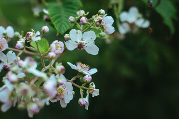 tree flowers white