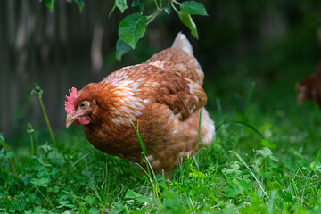 A red hen grazes in the green grass. Raising poultry.