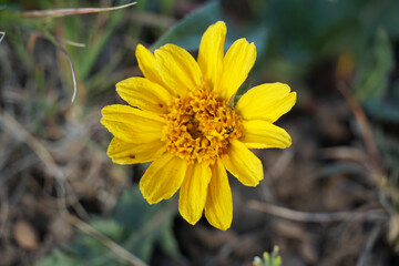 Hooker's Basalm Root Oregon Wildflower