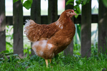 A red hen grazes in the green grass. Raising poultry.