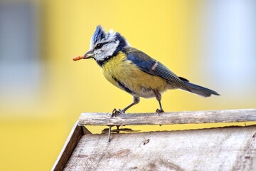Bird on a fence, Blue tit
