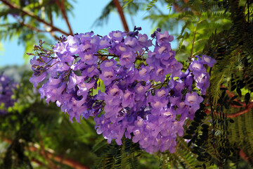 Blue jacaranda in blossom, Jacaranda mimosifolia flowers