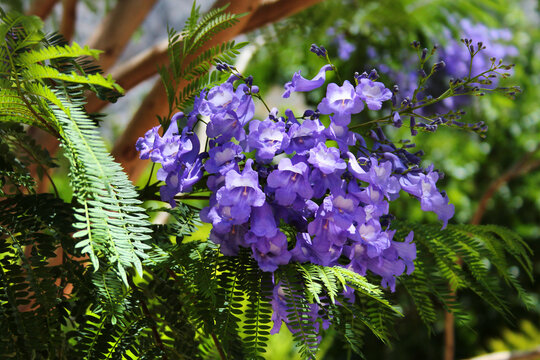 Blue jacaranda in blossom, Jacaranda mimosifolia flowers