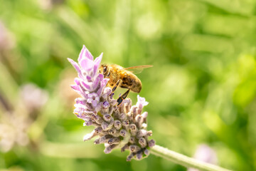 abeja polinizando una flor de lavandula stoechas