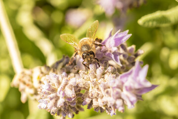 abeja polinizando una flor de lavandula stoechas