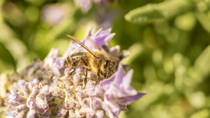 abeja polinizando una flor de lavandula stoechas