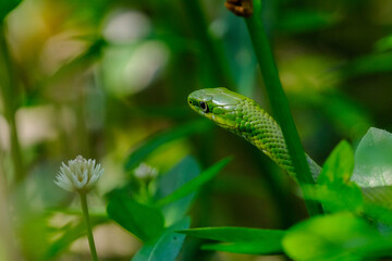 Rough green snake