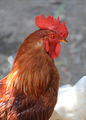 gallo pluma roja cabeza cara cresta  país vasco 4M0A9055-as22